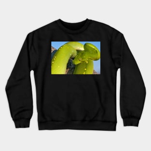 Green Tree Python, Australian Reptile Crewneck Sweatshirt